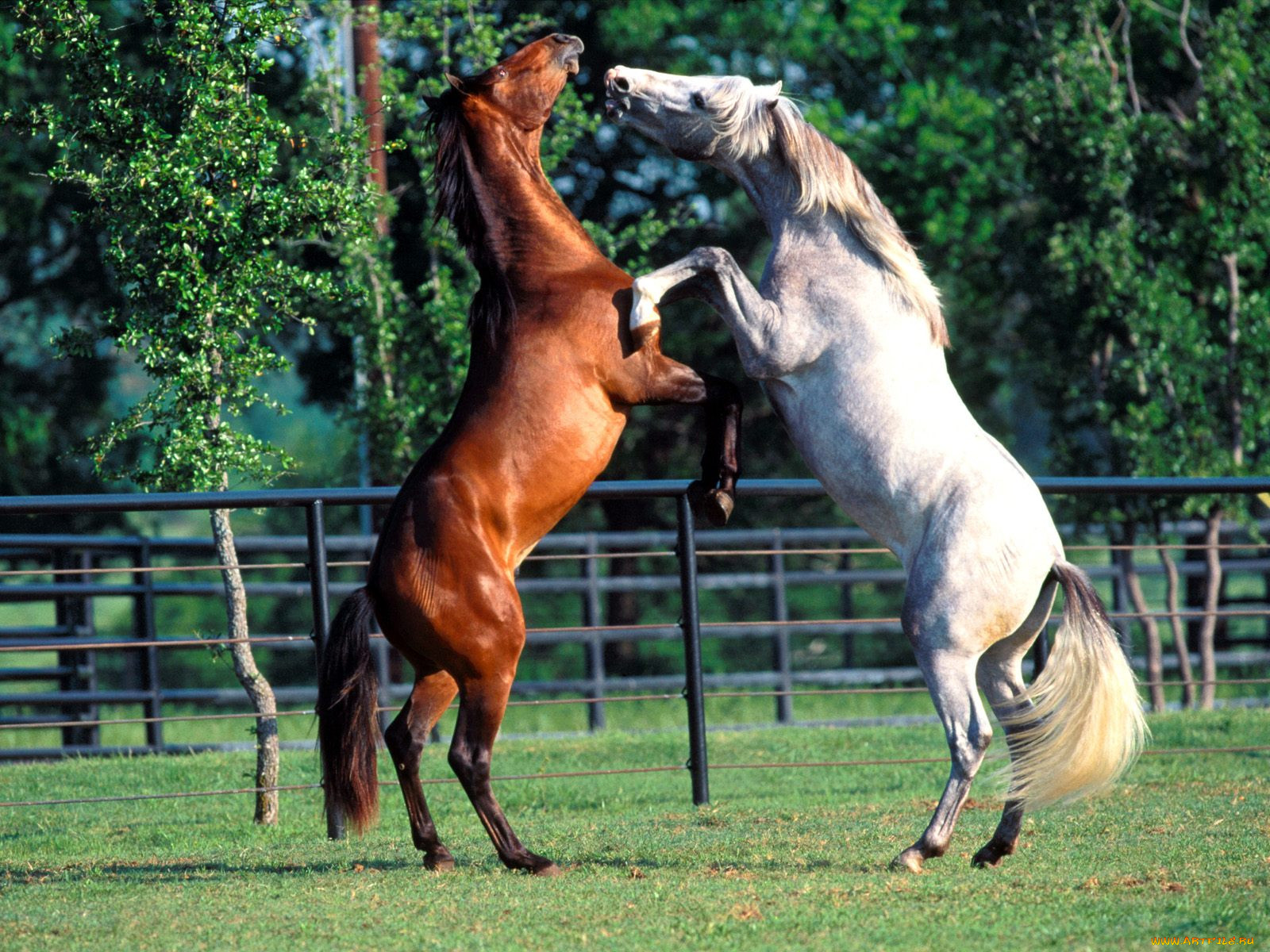 andalusians, , 